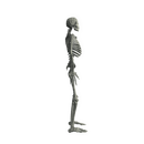 Character - Base Mesh Skeleton - Low Poly 3D Model