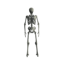 Character - Base Mesh Skeleton - Low Poly 3D Model