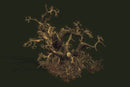 Dead Tree Set