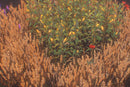 Wheat Poppy Lavender Flowers - Hand Painted Texture Pack 22