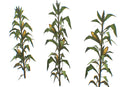 Wheat Poppy Lavender Flowers - Hand Painted Texture Pack 22