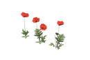 Wheat Poppy Lavender Flowers - Hand Painted Texture Pack 22