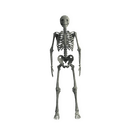 Character - Base Mesh Skeleton - Low Poly 3D Model