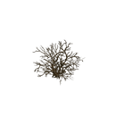 Props - Low Poly Dead Tree Pack