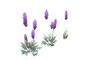 Wheat Poppy Lavender Flowers - Hand Painted Texture Pack 22